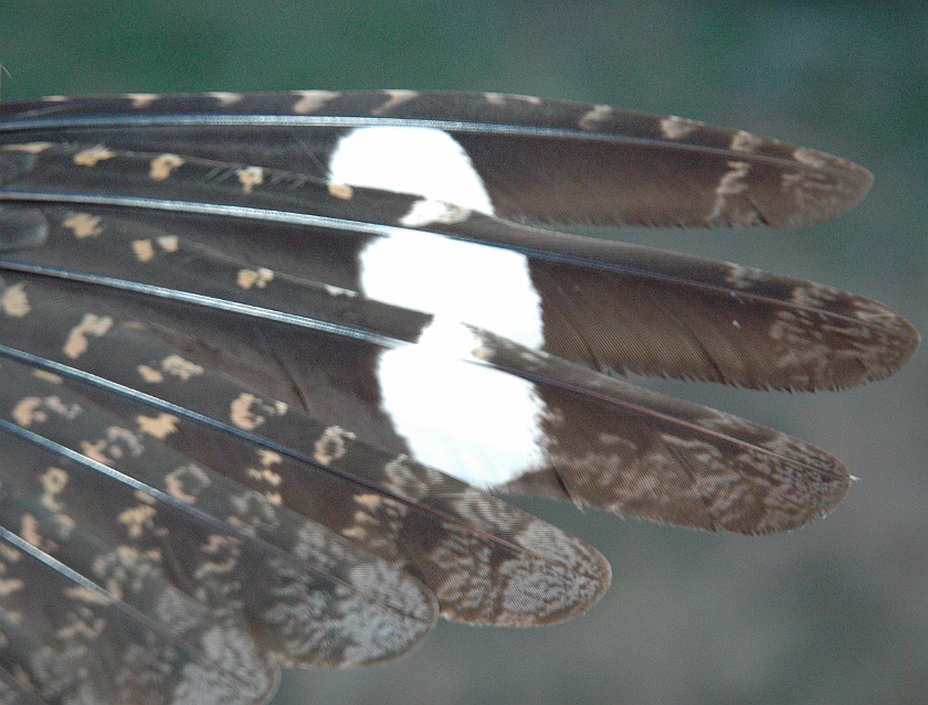 European Nightjar, Sundre